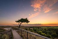 Lonely Tree