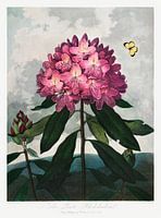 De Pontische Rhododendron uit The Temple of Flora (1807) van Robert John Thornton.