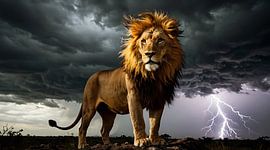 Photo d'un majestueux lion d'Afrique sous un orage | Décoration murale représentant la faune sauvage