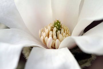 Magnolia 5 by José Verstegen