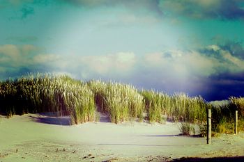Duinen Ameland 2015
