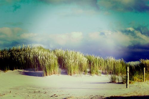 Duinen Ameland 2015