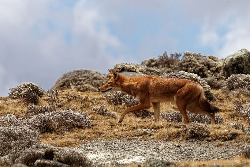 ethiopische wolf by rene schuiling