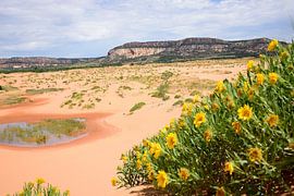 An oasis by Frank's Awesome Travels