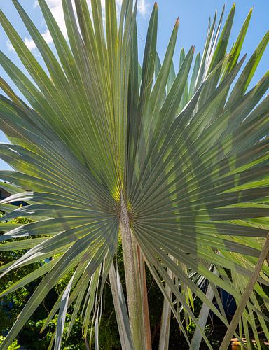 Bismarckia Nobilis - Blauwe Palm