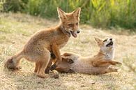 Twee jonge vosjes aan het spelen. van Menno Schaefer thumbnail