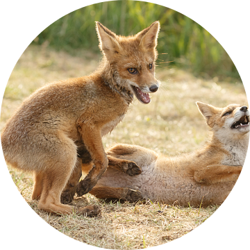 Twee jonge vosjes aan het spelen. van Menno Schaefer