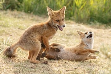 Twee jonge vosjes aan het spelen.
