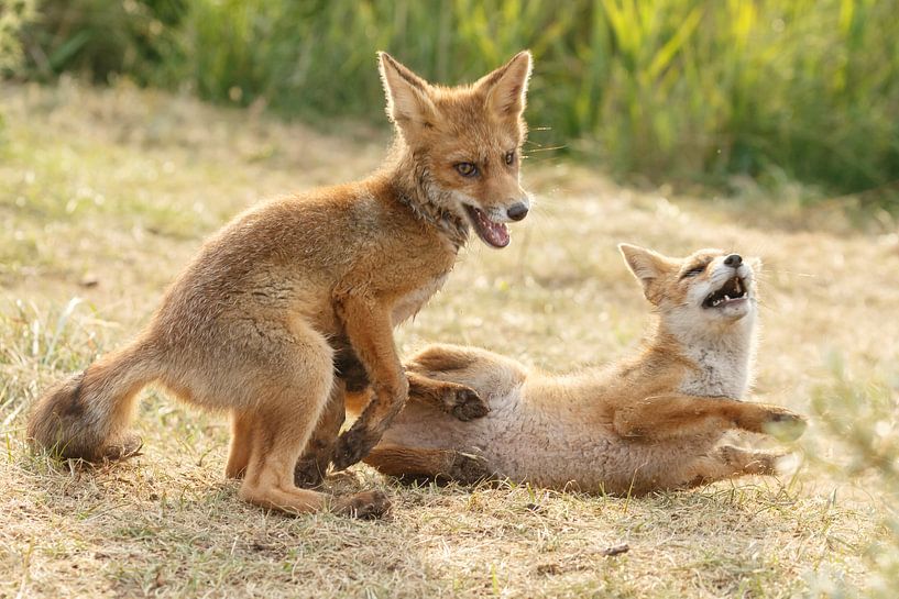 Twee jonge vosjes aan het spelen. van Menno Schaefer