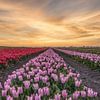 Tulip field Middenbeemster by John Leeninga