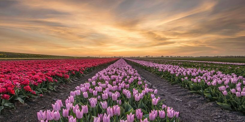 Tulpenveld Middenbeemster van John Leeninga