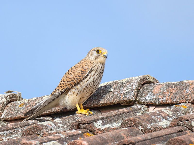 Kestrel on a roof by Teresa Bauer