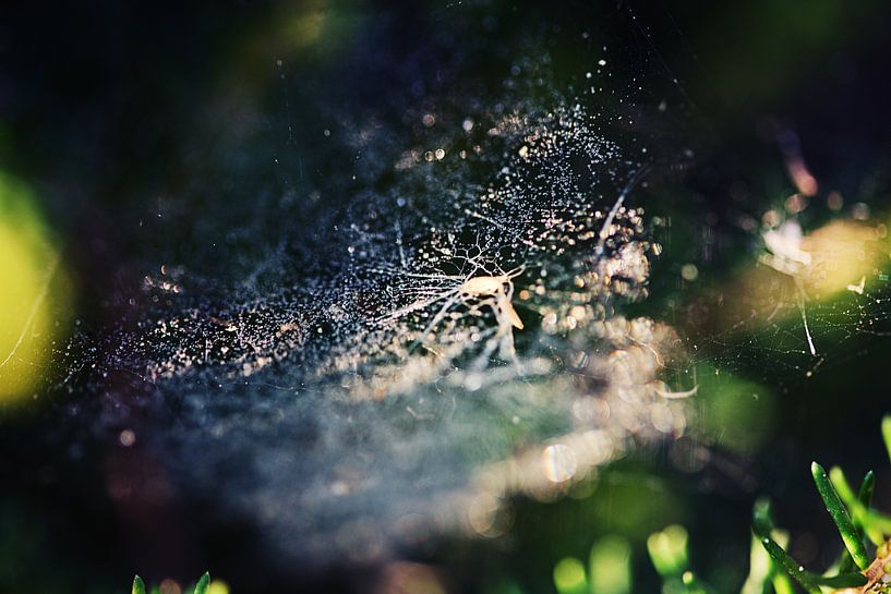 Cobweb by Malte Pott