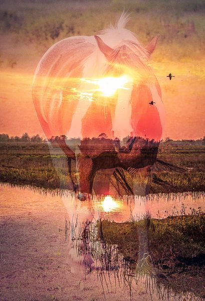 Sunset Horse by Tanja Klac Photography
