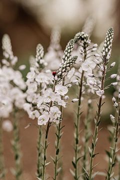 White flowers by Tessa Dommerholt