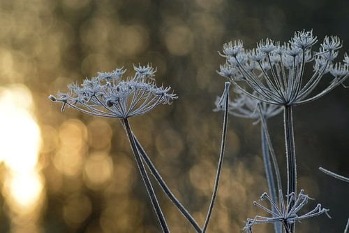 Frozen flowers at sunrise