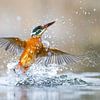 Kingfisher - Shake it off by Kingfisher.photo - Corné van Oosterhout