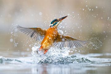 IJsvogel - Schud het van je af van IJsvogels.nl - Corné van Oosterhout