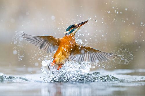 Eisvogel - Schütteln Sie es ab von Eisvogel.land - Corné van Oosterhout