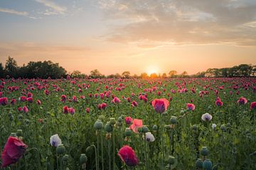 Sonnenlicht Mohnblumen von Max ter Burg Fotografie