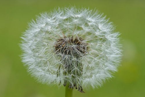 Prachtige paardebloem.