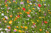 Prairie fleurie avec coquelicot en été