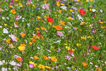 Blumenwiese mit Klatschmohn im Sommer von Werner Dieterich