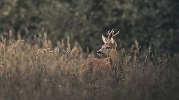 Deer in Anstel Valley by Maurice Cobben