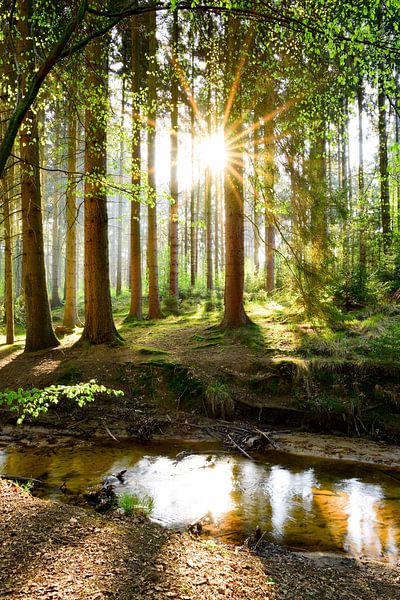 Idyllisch bos in het voorjaar van Günter Albers