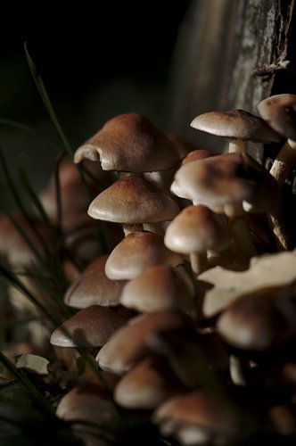 Paddestoelen schaduw