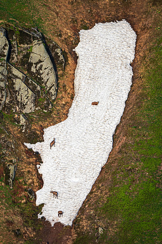 Gämse im Schnee