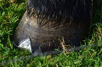 Close up, paardenhoef