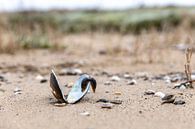 Schelp op strandje Merwede van Rob van der Teen thumbnail