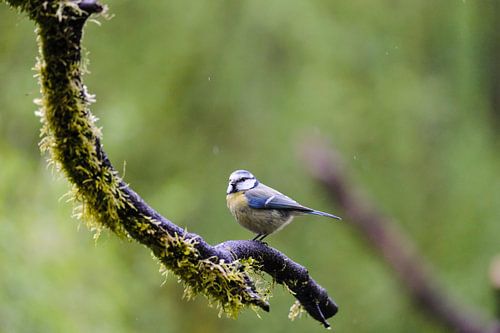 Blaumeise auf einem moosbewachsenen Ast