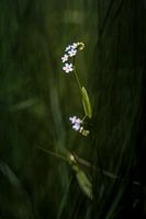 Forget-me-not