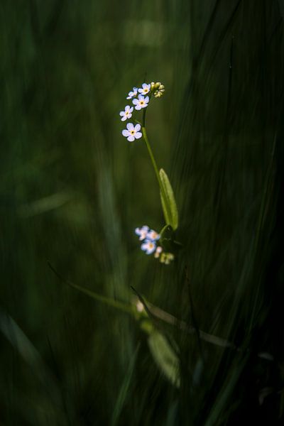 Forget-me-not by Waidwinkel Photodesign