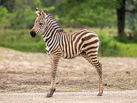 Youthful Innocence: A Young Zebra in the Wilderness