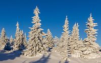 Besneeuwde bomen, Noorwegen van Adelheid Smitt thumbnail