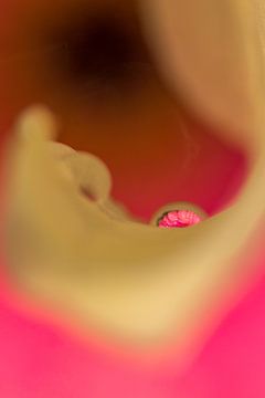 Lassen Sie Gerbera in ein Seerosenblatt fallen. von Erik de Rijk