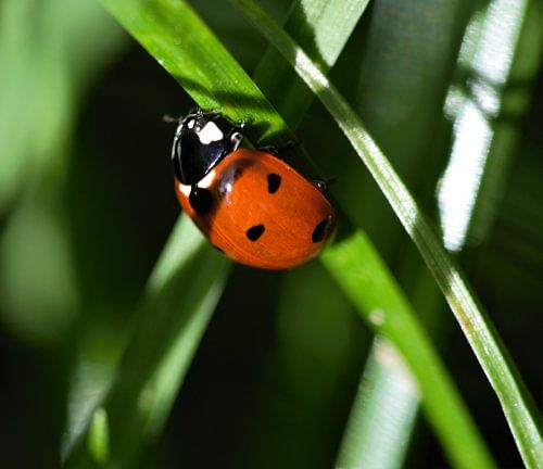 Lieveheersbeestje