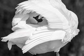 Zwartwit foto van een zwaan (knobbelzwaan) van Jolanda Aalbers