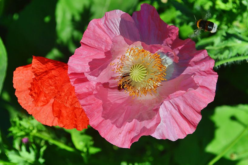 Klatschmohnblüte van Edgar Schermaul