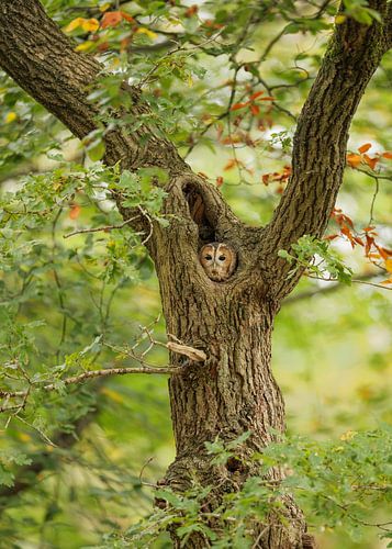 La chouette hulotte observe son perchoir en automne.