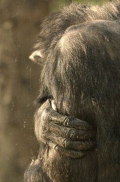Ape and his hand von Ron Veltkamp