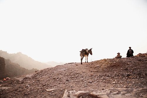 Donkey with the bedouin