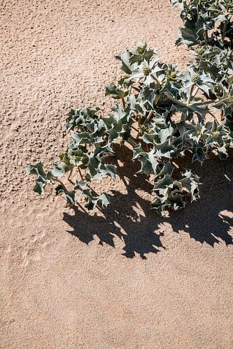 Duinplant in Zonlicht Textuur en Schaduw