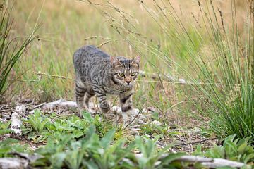 Tabby Cat in the Woods by VIDEOMUNDUM