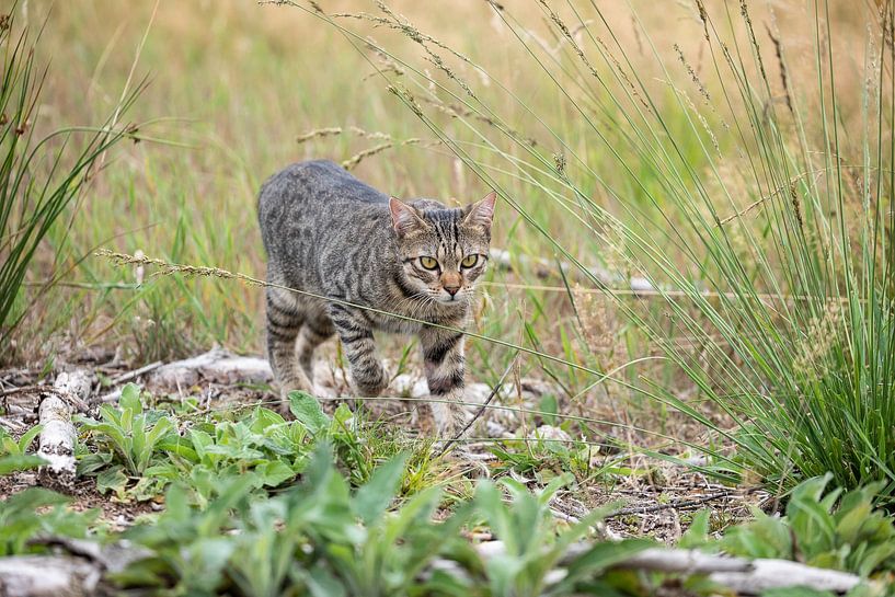 Tabby Cat in the Woods van VIDEOMUNDUM