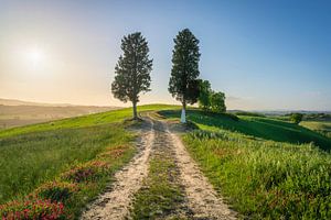 Deux arbres sur le chemin de pèlerinage Via Francigena, Toscane