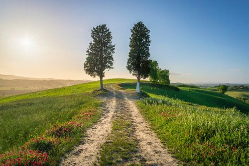 Twee bomen langs de pelgrimsroute Via Francigena, Toscane